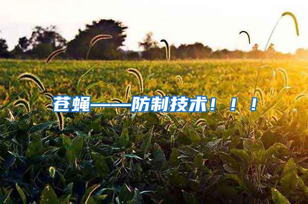 蒼蠅——防制技術?。?！