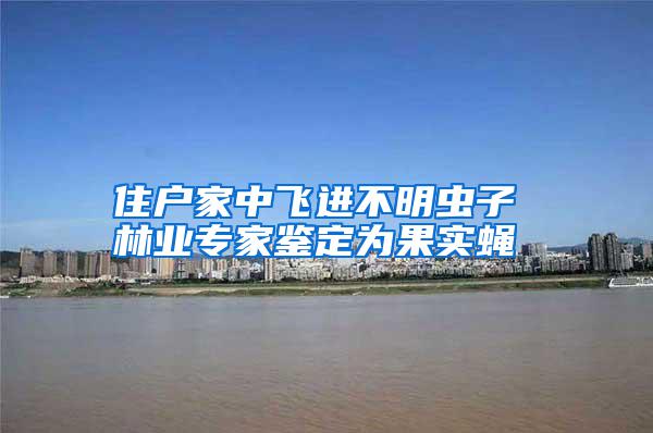 住戶家中飛進不明蟲子 林業(yè)專家鑒定為果實蠅