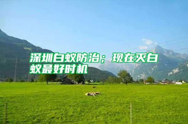 深圳白蟻防治；現在滅白蟻最好時機