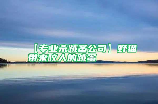 【專業殺跳蚤公司】野貓帶來咬人的跳蚤