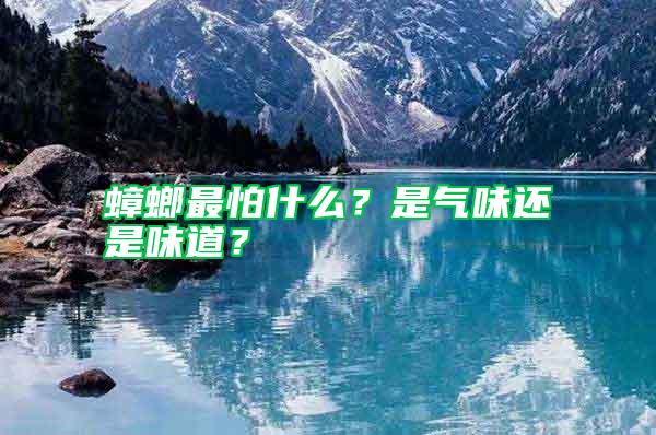 蟑螂最怕什么？是氣味還是味道？