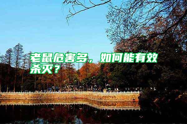 老鼠危害多，如何能有效殺滅？