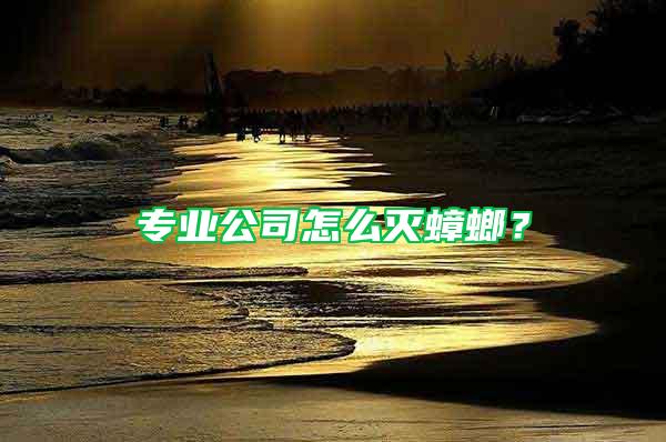 專業公司怎么滅蟑螂？