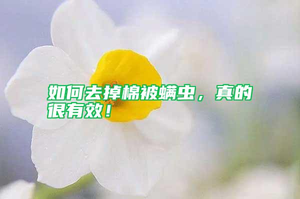 如何去掉棉被螨蟲，真的很有效！