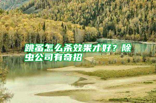 跳蚤怎么殺效果才好？除蟲公司有奇招