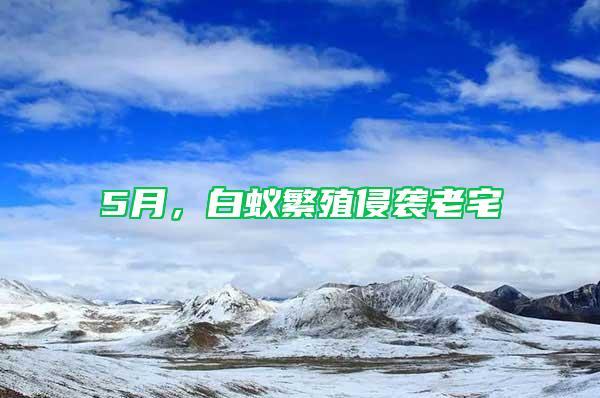 5月，白蟻繁殖侵襲老宅