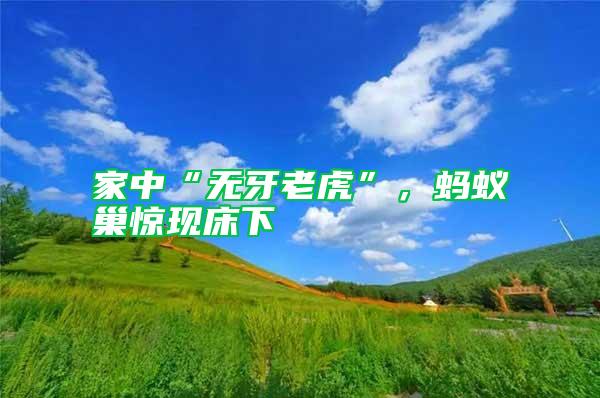家中“無(wú)牙老虎”，螞蟻巢驚現(xiàn)床下
