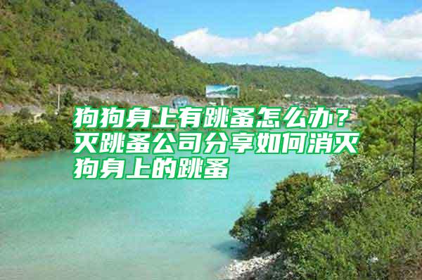 狗狗身上有跳蚤怎么辦？滅跳蚤公司分享如何消滅狗身上的跳蚤