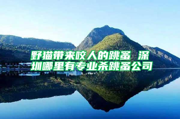 野貓帶來(lái)咬人的跳蚤 深圳哪里有專業(yè)殺跳蚤公司