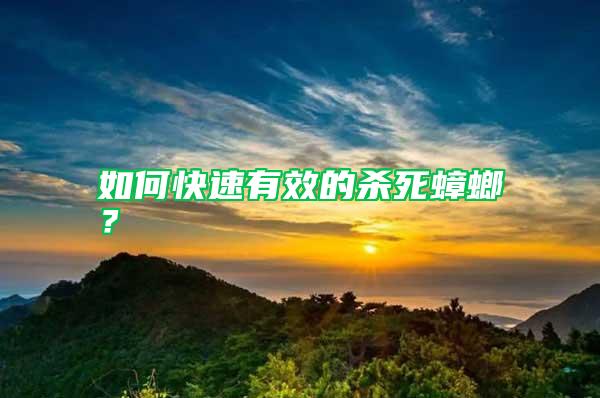 如何快速有效的殺死蟑螂？
