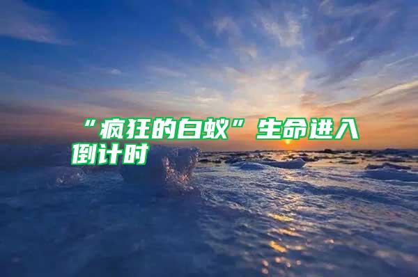 “瘋狂的白蟻”生命進(jìn)入倒計時