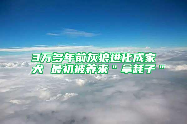3萬多年前灰狼進(jìn)化成家犬 最初被養(yǎng)來＂拿耗子＂