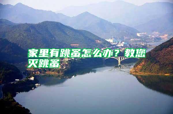 家里有跳蚤怎么辦？教您滅跳蚤