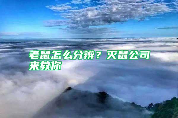 老鼠怎么分辨？滅鼠公司來(lái)教你
