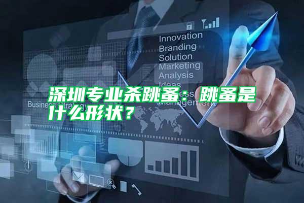 深圳專業(yè)殺跳蚤：跳蚤是什么形狀？