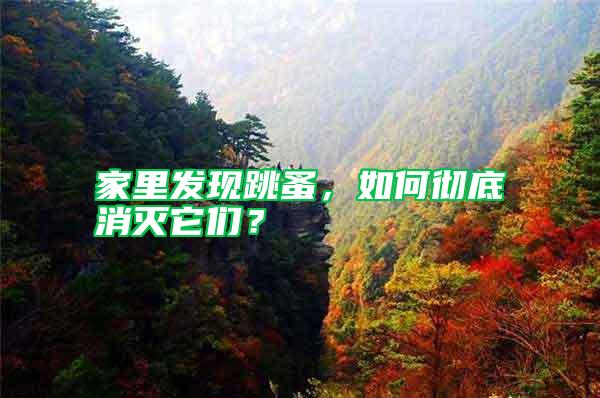 家里發(fā)現(xiàn)跳蚤，如何徹底消滅它們？