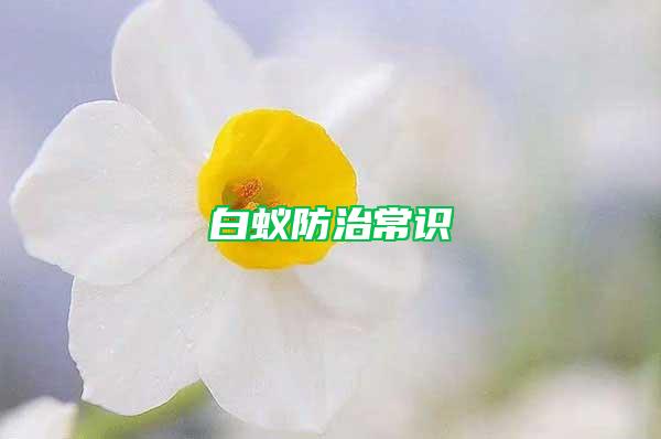 白蟻防治常識(shí)