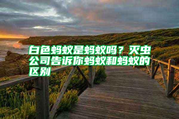 白色螞蟻是螞蟻嗎？滅蟲公司告訴你螞蟻和螞蟻的區別