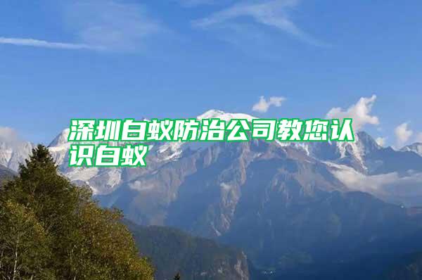 深圳白蟻防治公司教您認識白蟻