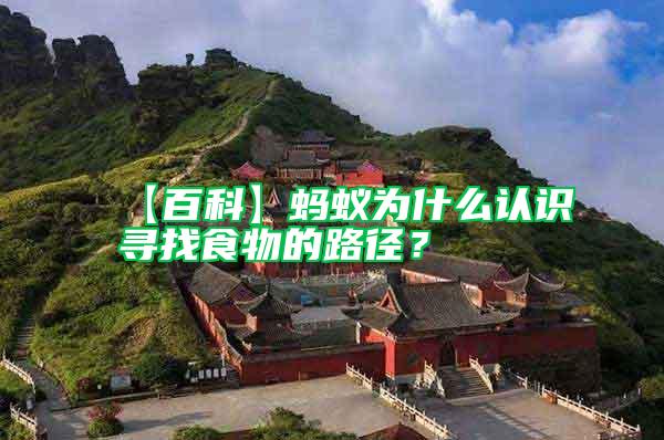 【百科】螞蟻為什么認識尋找食物的路徑？