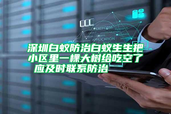 深圳白蟻防治白蟻生生把小區(qū)里一棵大樹給吃空了 應(yīng)及時聯(lián)系防治