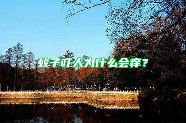 蚊子叮人為什么會癢？