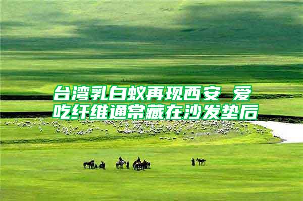 臺(tái)灣乳白蟻再現(xiàn)西安 愛吃纖維通常藏在沙發(fā)墊后