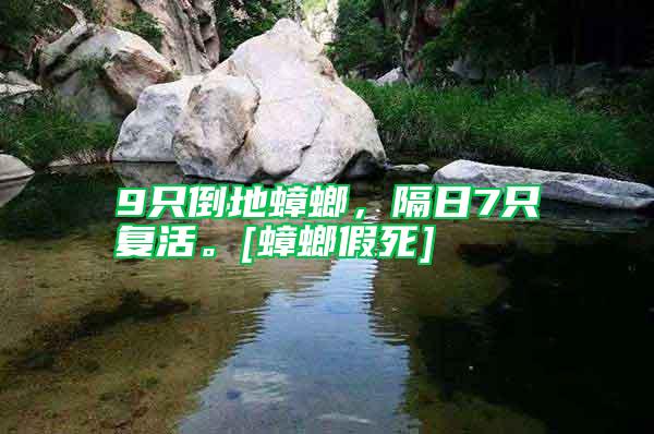 9只倒地蟑螂，隔日7只復(fù)活。[蟑螂假死]
