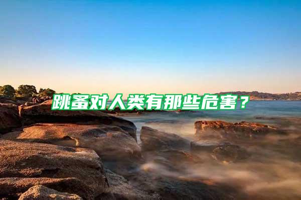 跳蚤對人類有那些危害？