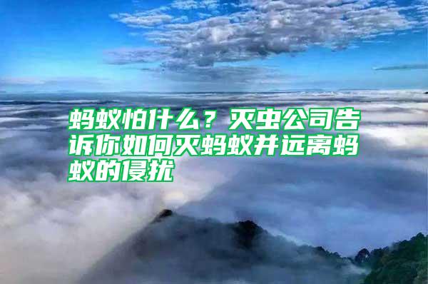 螞蟻怕什么？滅蟲公司告訴你如何滅螞蟻并遠離螞蟻的侵擾