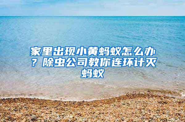 家里出現(xiàn)小黃螞蟻怎么辦？除蟲公司教你連環(huán)計滅螞蟻