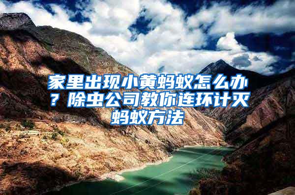 家里出現(xiàn)小黃螞蟻怎么辦？除蟲公司教你連環(huán)計(jì)滅螞蟻方法