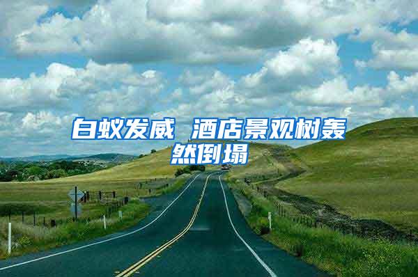 白蟻發(fā)威 酒店景觀樹轟然倒塌
