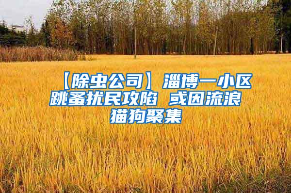 【除蟲公司】淄博一小區跳蚤擾民攻陷 或因流浪貓狗聚集