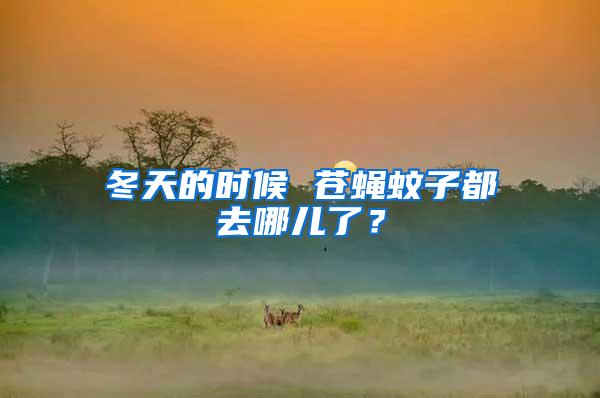 冬天的時候 蒼蠅蚊子都去哪兒了？