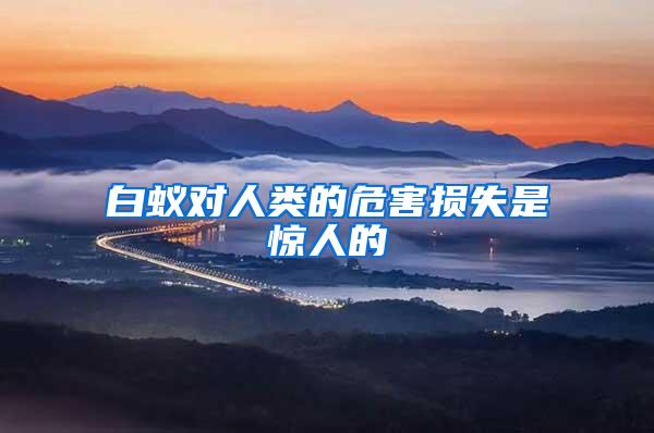 白蟻對(duì)人類的危害損失是驚人的