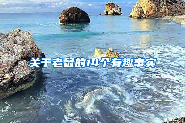 關(guān)于老鼠的14個有趣事實
