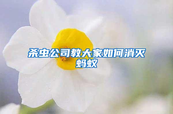 殺蟲(chóng)公司教大家如何消滅螞蟻