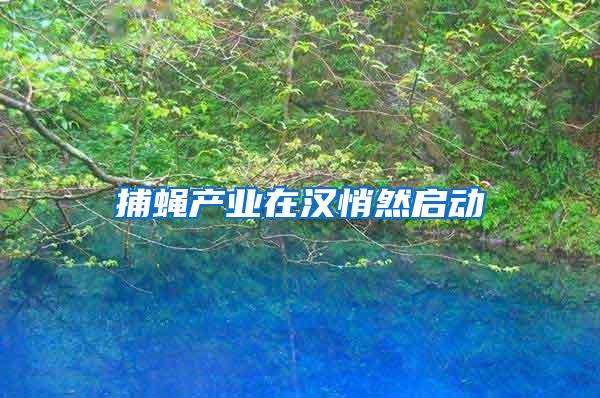 捕蠅產(chǎn)業(yè)在漢悄然啟動(dòng)