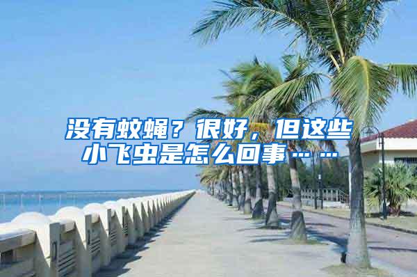 沒有蚊蠅？很好，但這些小飛蟲是怎么回事……