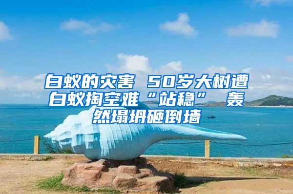 白蟻的災害 50歲大樹遭白蟻掏空難“站穩(wěn)” 轟然塌坍砸倒墻