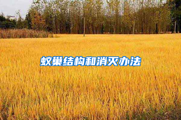 蟻巢結(jié)構(gòu)和消滅辦法