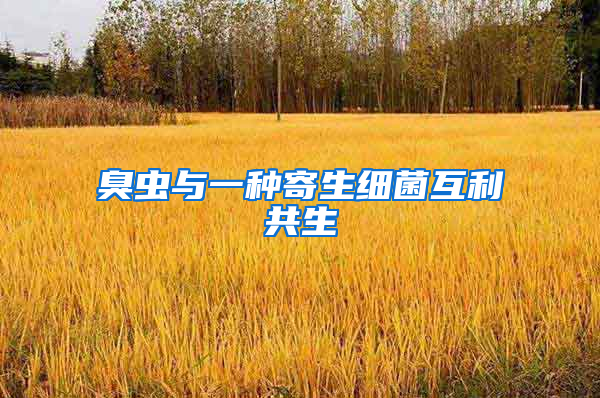 臭蟲與一種寄生細(xì)菌互利共生