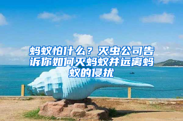 螞蟻怕什么？滅蟲公司告訴你如何滅螞蟻并遠離螞蟻的侵擾