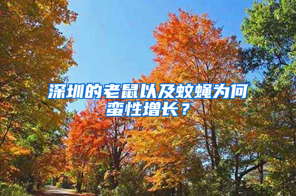 深圳的老鼠以及蚊蠅為何蠻性增長(zhǎng)？