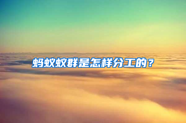 螞蟻蟻群是怎樣分工的？