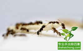 螞蟻蟲害如何才能一網(wǎng)打盡！