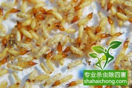 深圳白蟻防治公司對白蟻的習(xí)性與危害了解