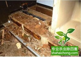 深圳白蟻防治白蟻來襲，當(dāng)心！