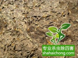 深圳白蟻防治比較專業(yè)的公司教小伙伴們認(rèn)識白蟻的危害